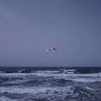 俄罗斯金角湾上空海雕自由翱翔 准备度过寒冷冬季
